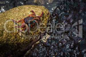 Sally Lightfoot crab perched on sunlit rock
