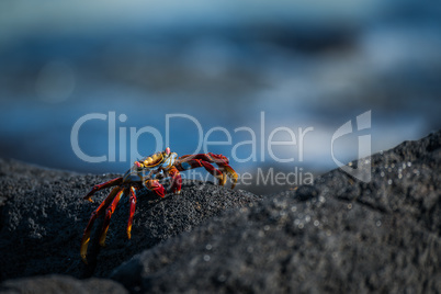 Sally Lightfoot crab walking along black rock