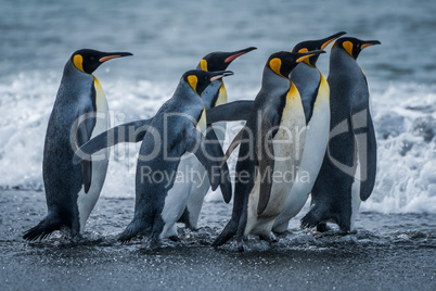 Six king penguins rushing towards sea together