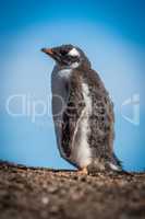 Sunny gentoo penguin chick on shingle horizon