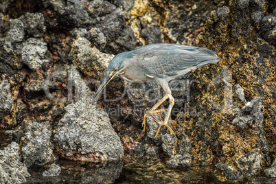 Striated heron looking for food among rocks