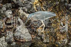 Striated heron looking for food among rocks