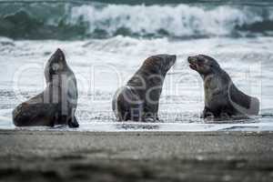 Three Antarctic fur seals with surf behind