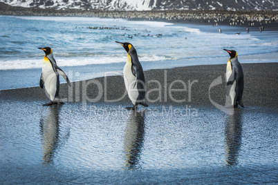 Three king penguins with reflections on beach
