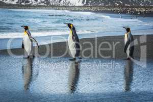 Three king penguins with reflections on beach