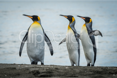 Three king penguins looking in same direction