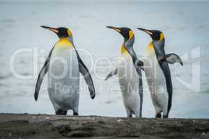 Three king penguins looking in same direction