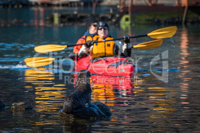 Twin kayak passing Antarctic fur seal pup