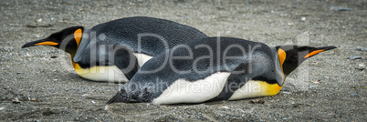 Two king penguins lying in different directions