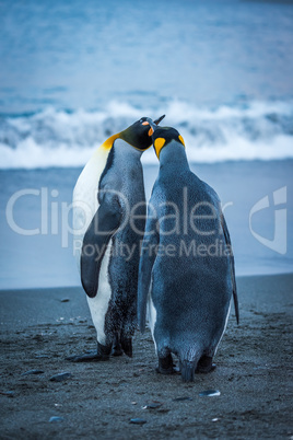 Two king penguins touching beaks on beach