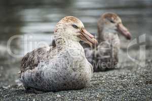 Two northern giant petrels sitting on beach