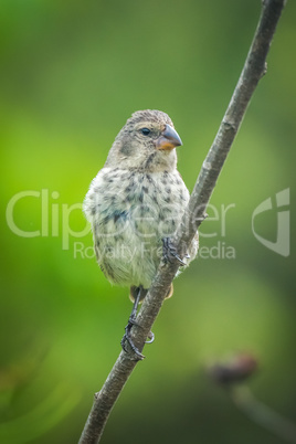 Vegetarian finch on branch looking at camera