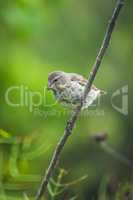Vegetarian finch perched on branch looking down