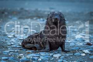 Wet Antarctic fur seal on shingle beach
