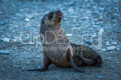 Wet Antarctic fur seal on stony beach