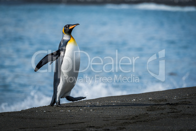 Wet king penguin runs up sandy beach