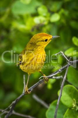Yellow warbler perched on branch in forest