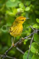 Yellow warbler perched on branch in forest