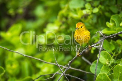 Yellow warbler perched on branch in woods