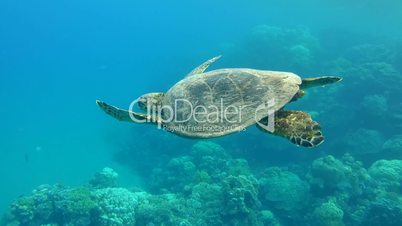 hawksbill sea turtle, Eretmochelys imbricata