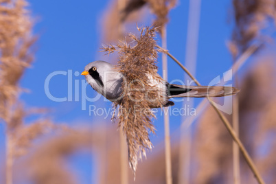 Bearded tit on the reed, male