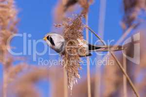 Bearded tit on the reed, male