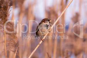 Young male sparrow (Passer domesticus) in reed
