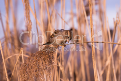 Young female sparrow (Passer domesticus) in reed