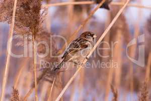 Young male sparrow (Passer domesticus) in reed