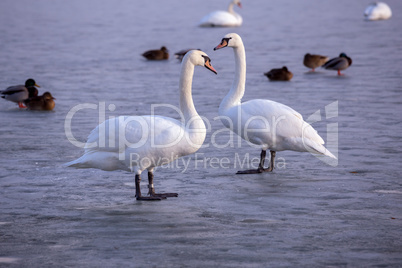 Lonely swans on ice on the lake in winter