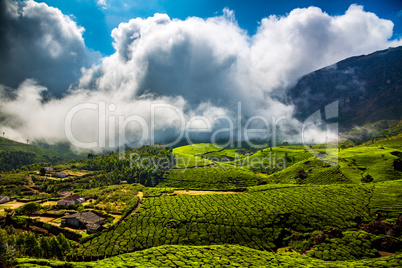 Tea plantations in India