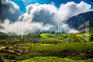 Tea plantations in India