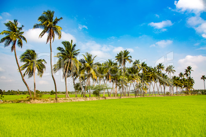 Paddy fields and palm trees
