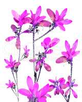 Violet Flowers in White Background