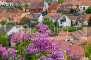 Lilac and Rooftops