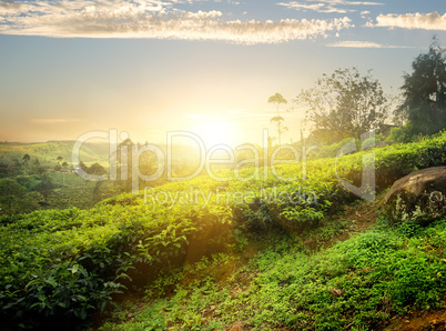 Sun over Nuwara Eliya