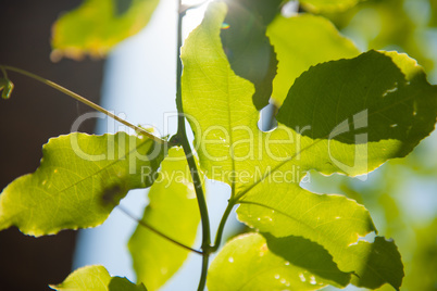 Tree leafs in the sun