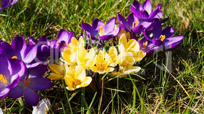 geöffnete Krokusblüten