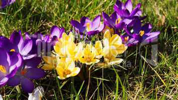 geöffnete Krokusblüten