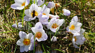 Biene in weißer Krokusblüte