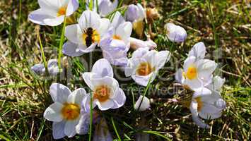Biene in weißer Krokusblüte