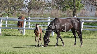foal and horses on ranch
