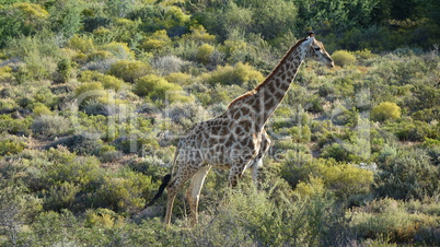 Giraffenspaziergang