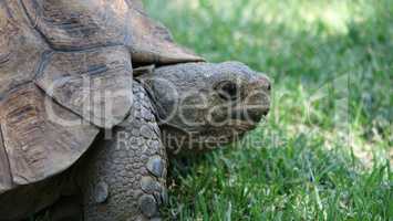 Besuch einer Schildkröte