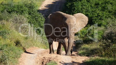 Es steht ein Elefant auf dem Weg
