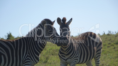 Zebra Love