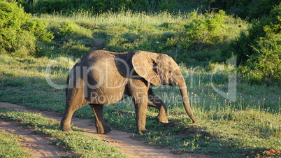 Elefant macht den Weg frei