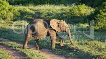 Elefant macht den Weg frei