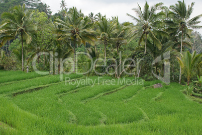 Reisfelder, Bali, Indonesien