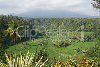 Reisfelder, Bali, Indonesien